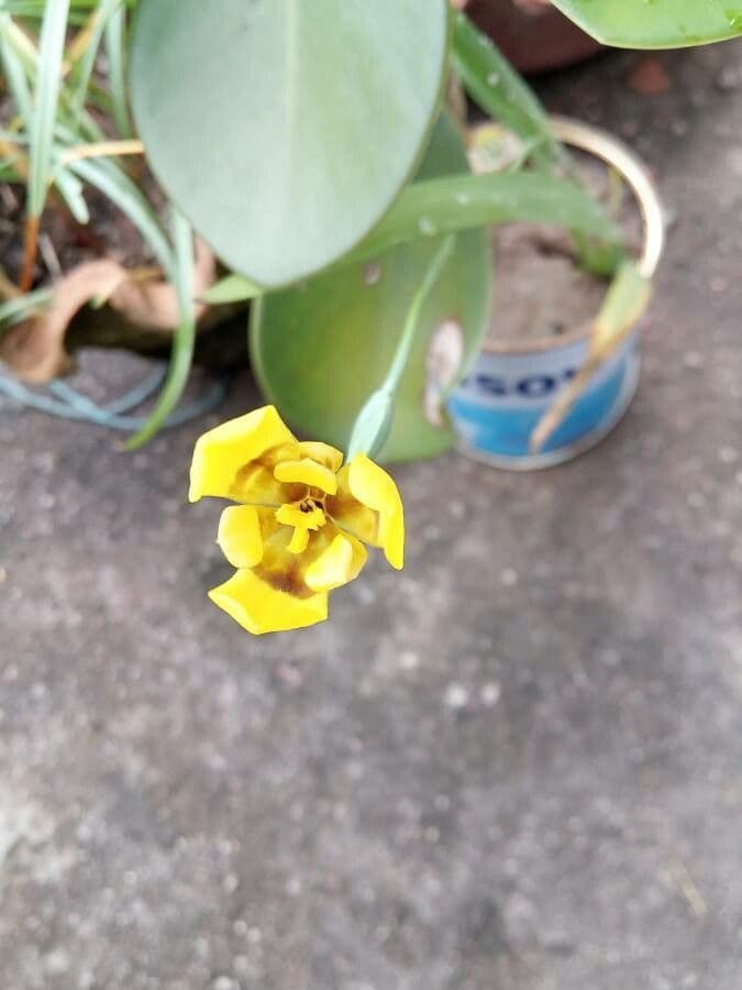 Cipura 4