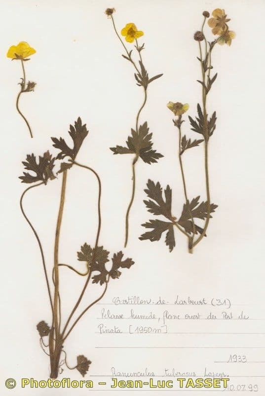 Ranunculus 7