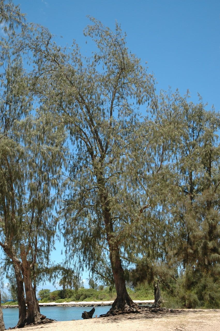 Casuarina equisetifolia 15