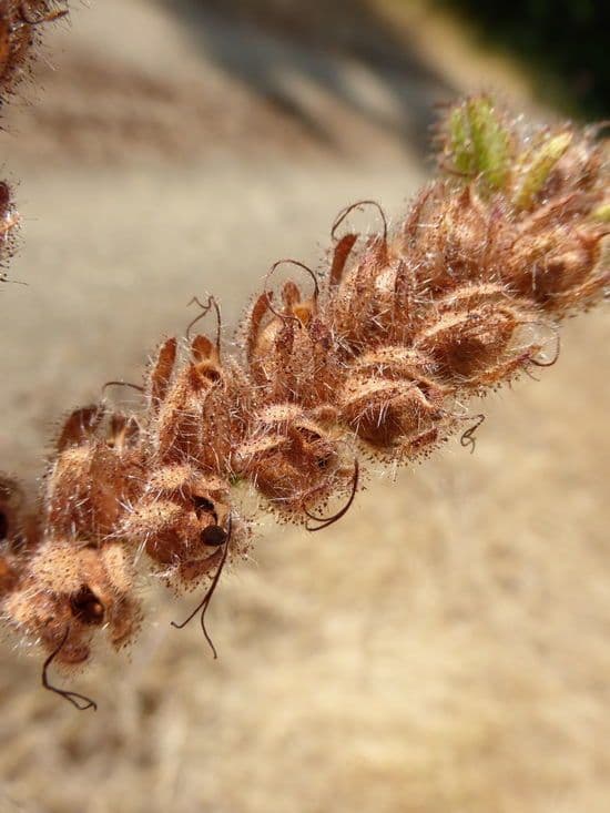 Facelia Bolandera 4