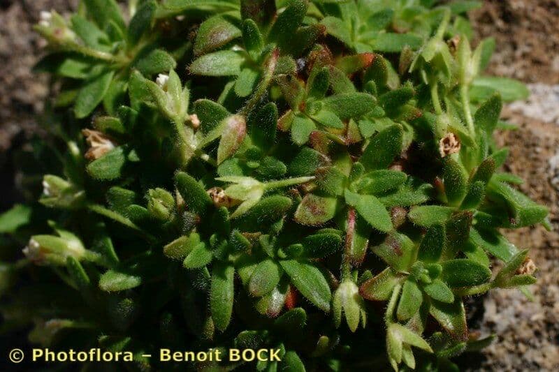 Androsace cilindrica 9