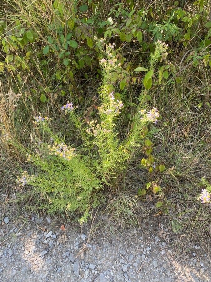 Galatella sedifolia 11