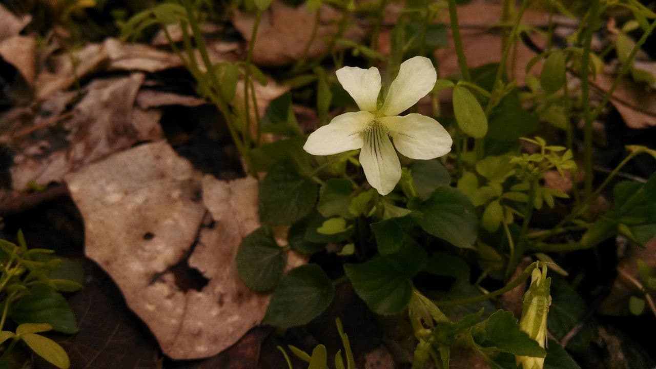 Viola striata 8