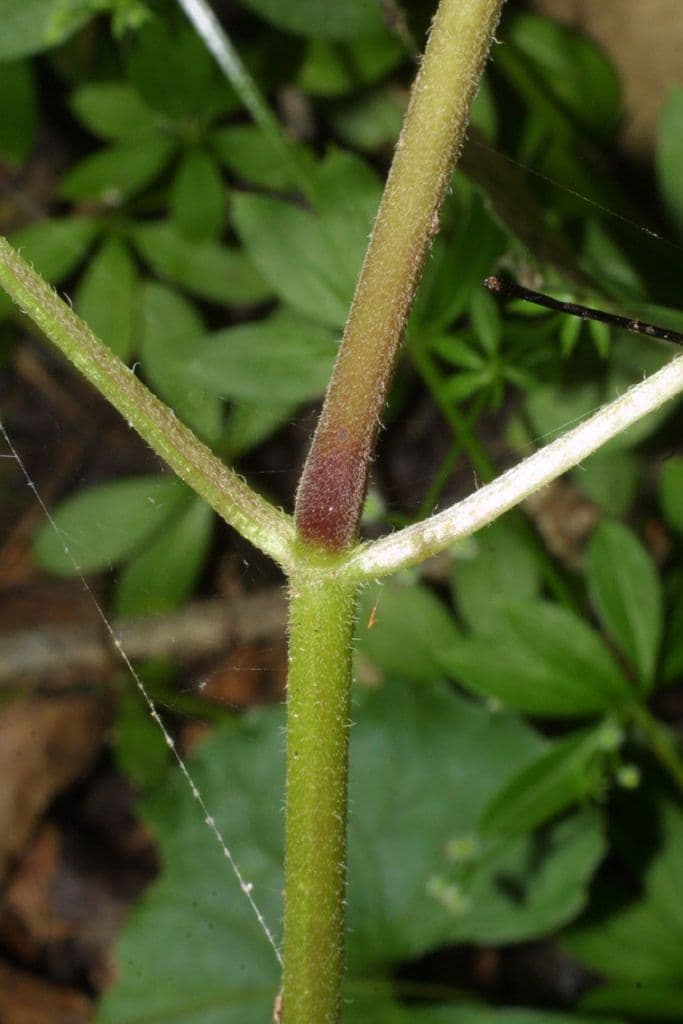 Phryma leptostachya 21