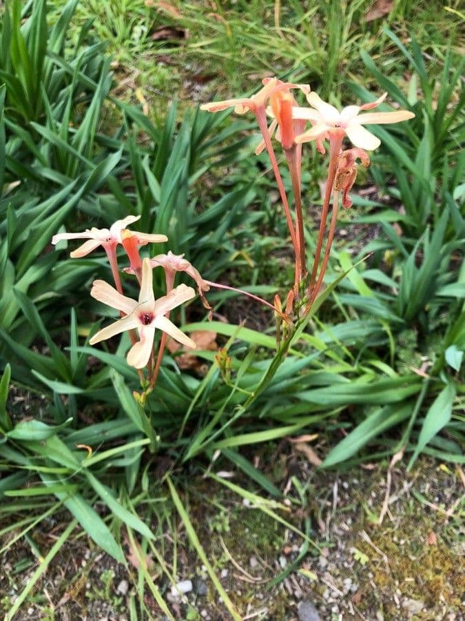 Ixia 9