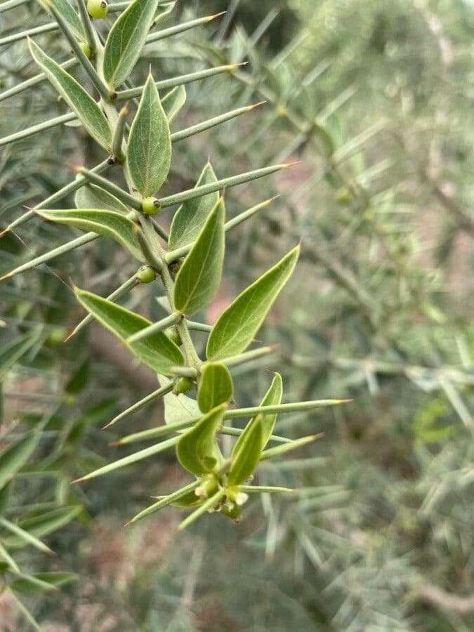 Dattier du désert 17