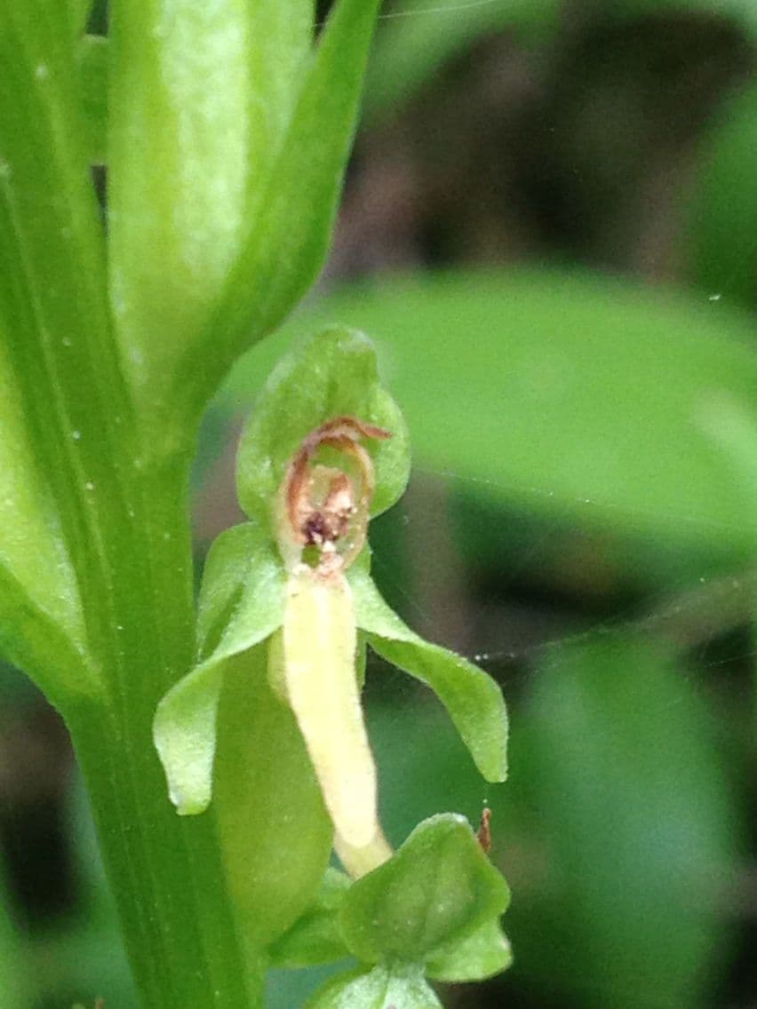 Platanthera stricta 4