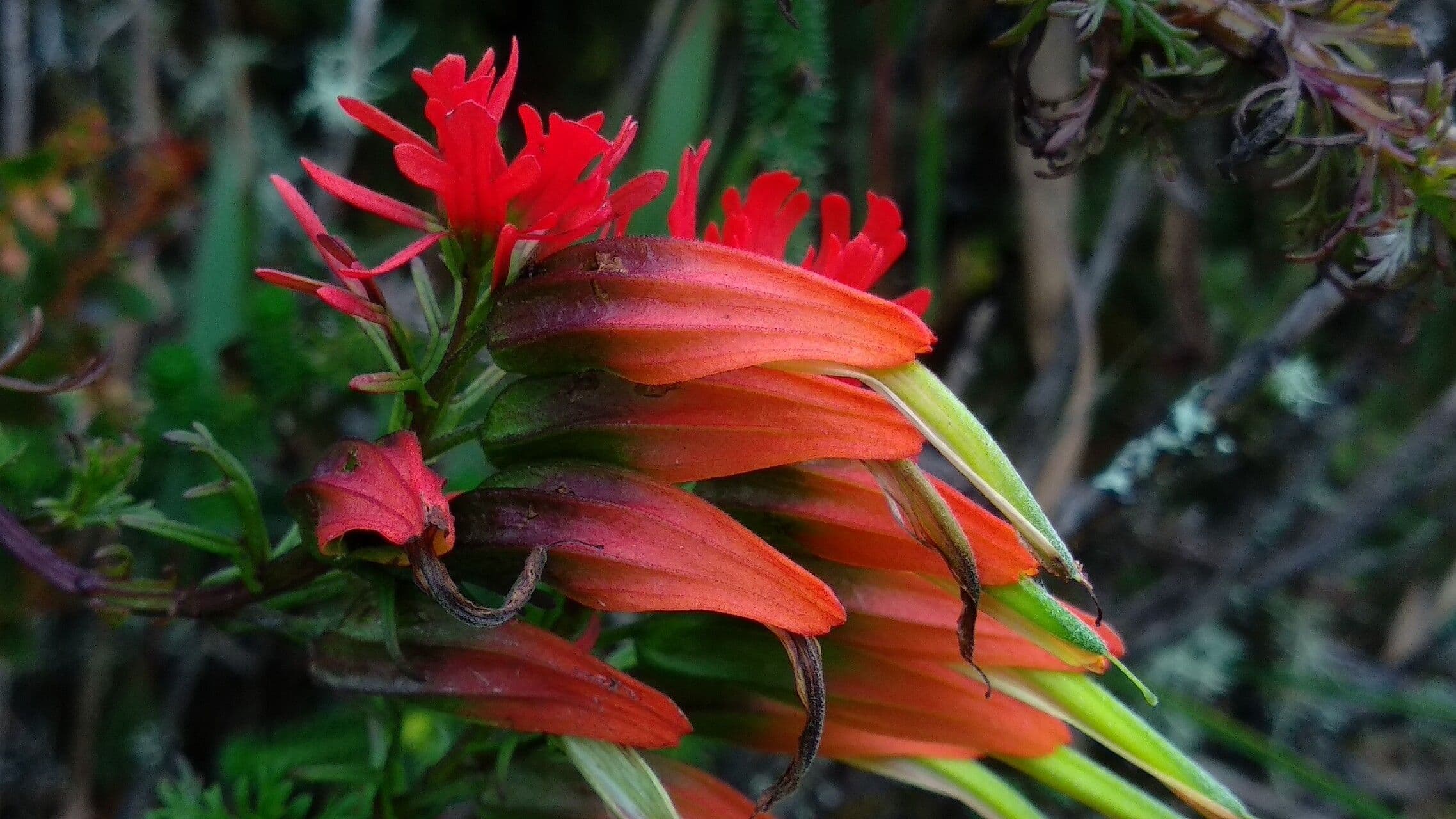 Castilleja 2