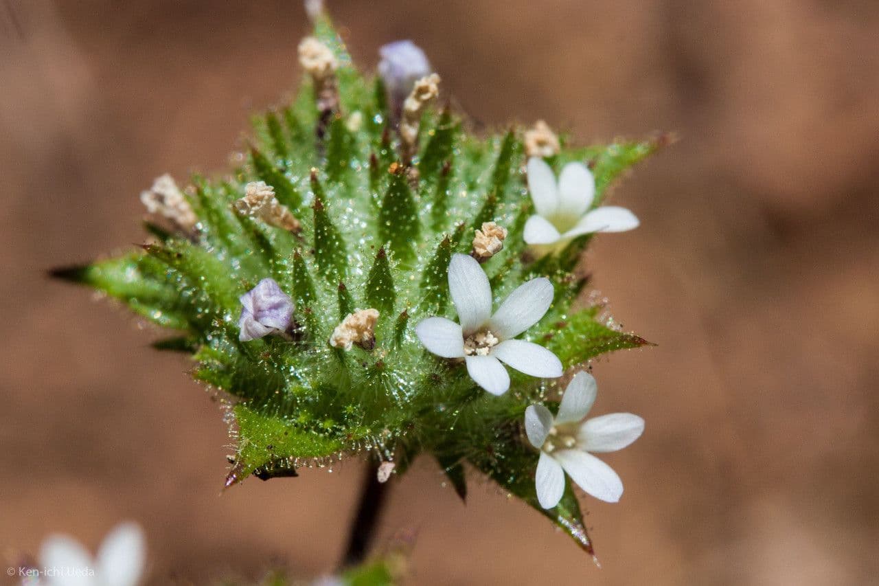 Navarretia 3