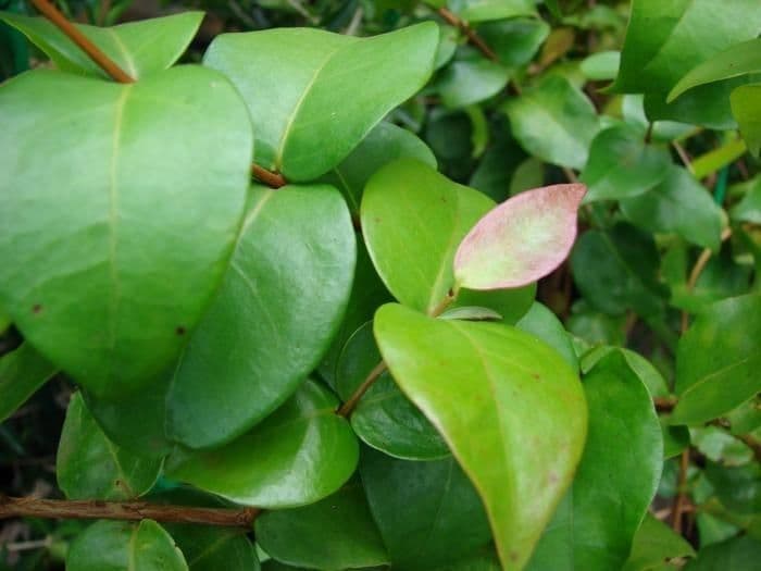 Ciliegio del Brasile 11