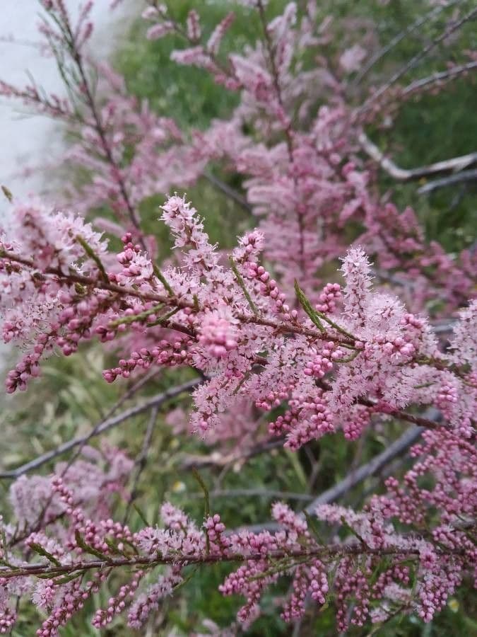 Tamarix parviflora 9