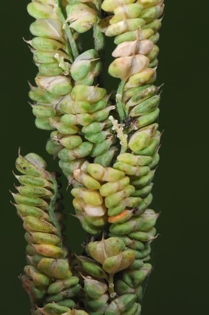Beckmannia syzigachne 4
