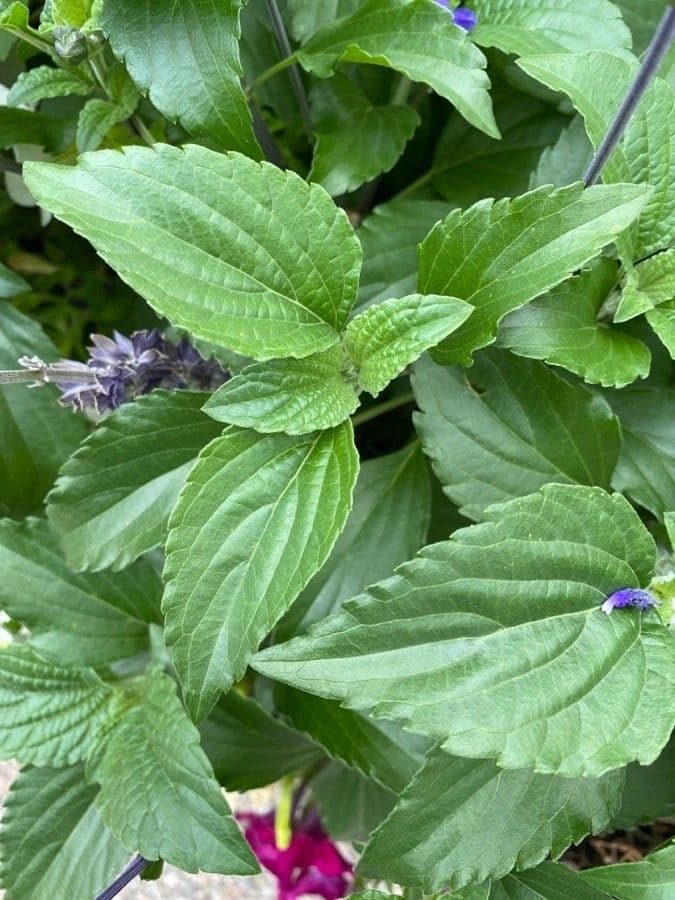 Mealy Sage 19