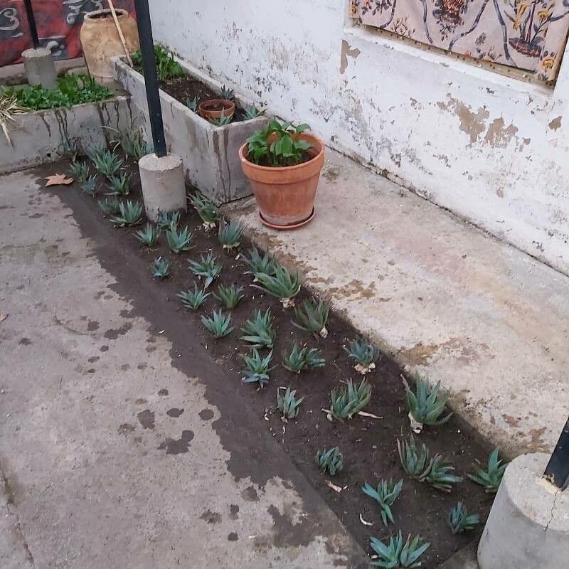 Kurzblättrige Aloe 24