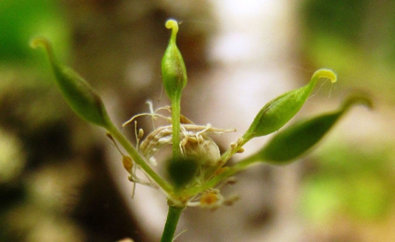 Coptis trifolié