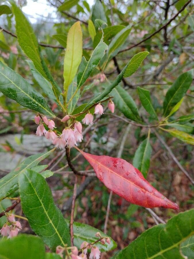 Elaeocarpus reticulatus 14