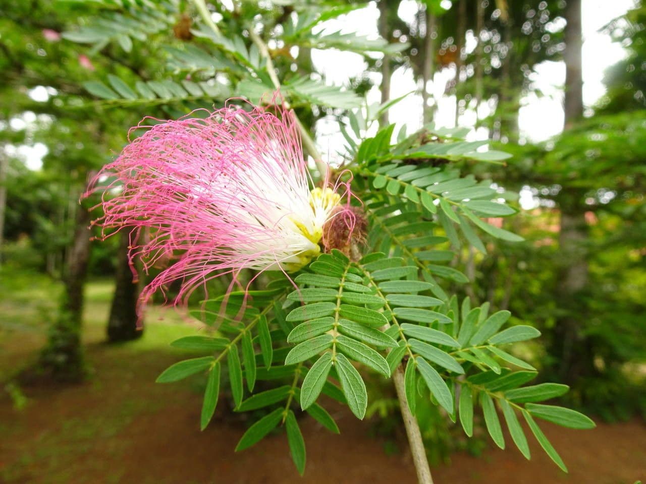 Calliandra del Suriname 4