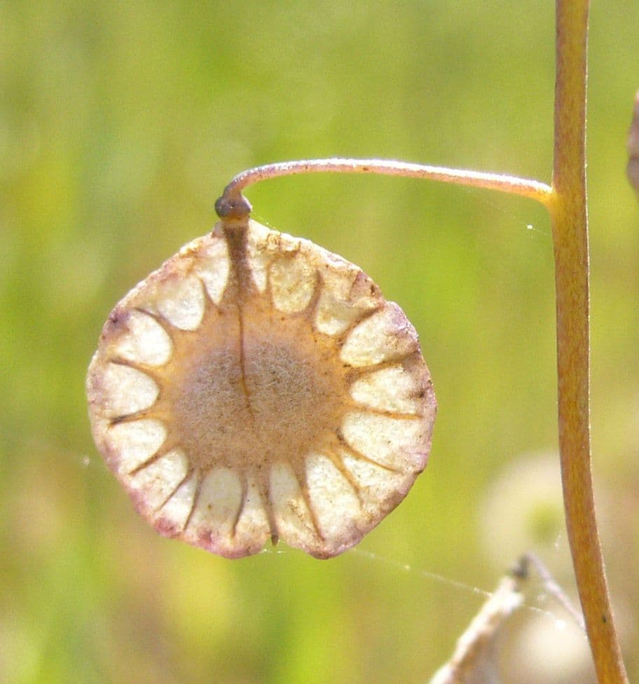 Thysanocarpus 3
