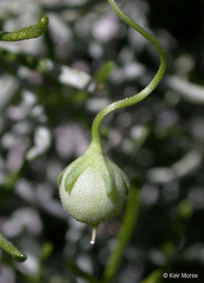 Neogaerrhinum 2