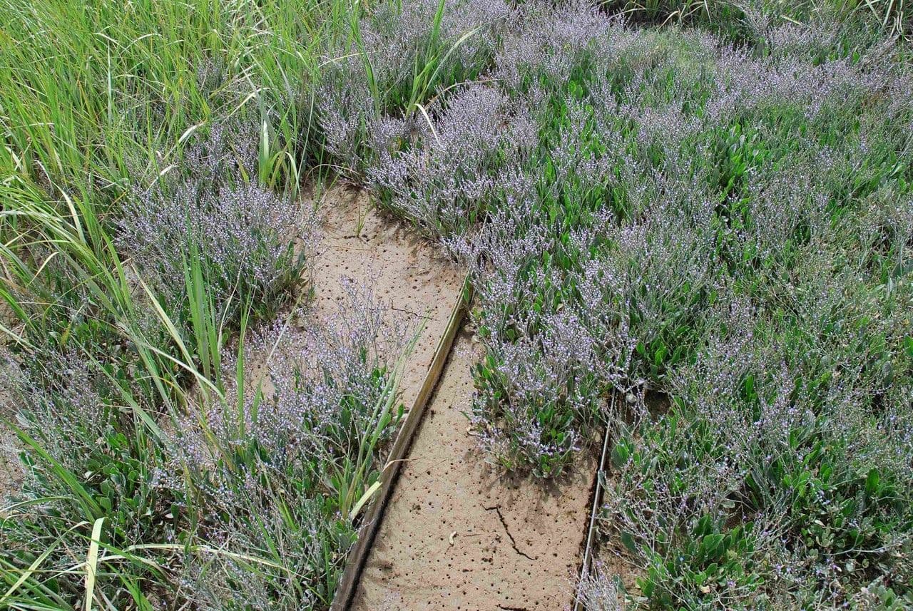 Limonium 6