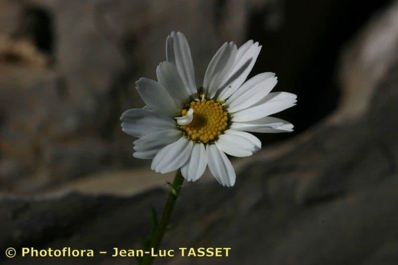 Margherita coronata 2