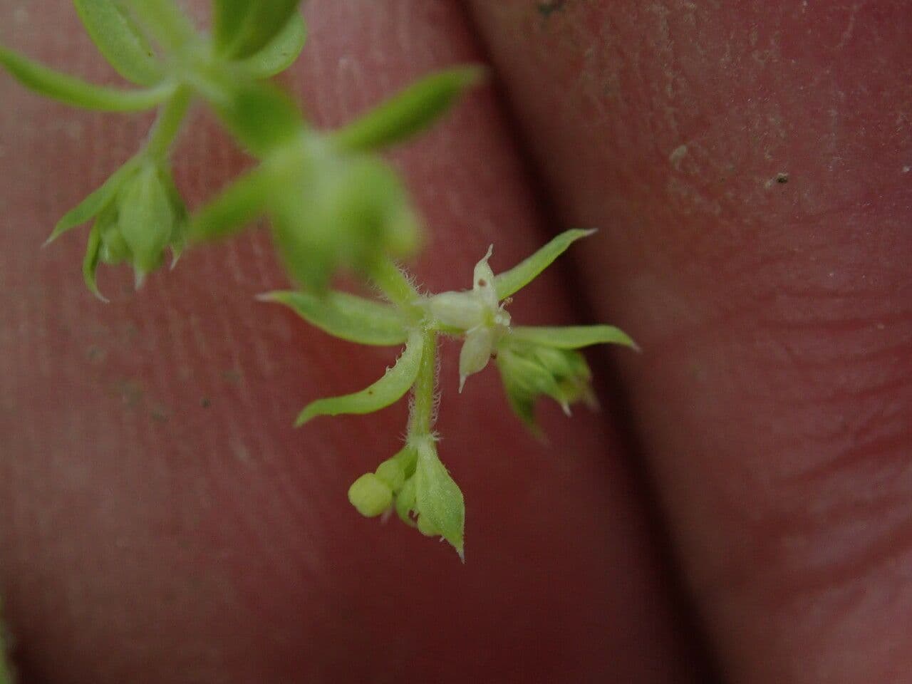 Galium asperifolium 7