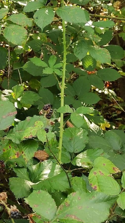 Pyramiden-Brombeere 10
