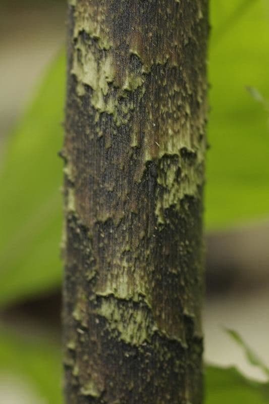 Dracontium 4
