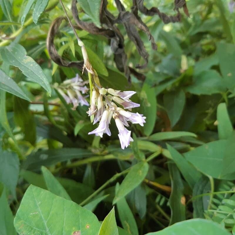 Amphicarpaea bracteata 9