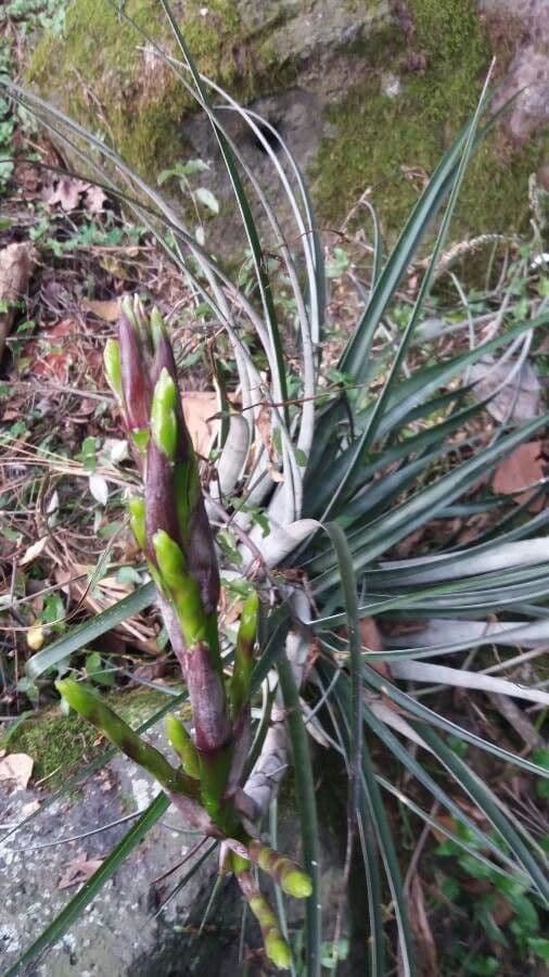 Bromelia 7