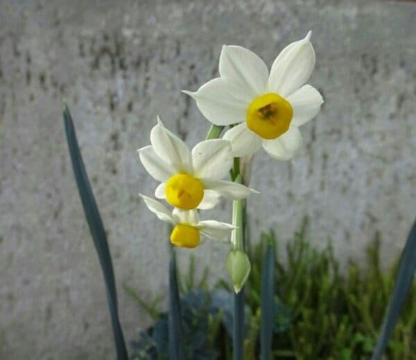 Narciso tazetta 6