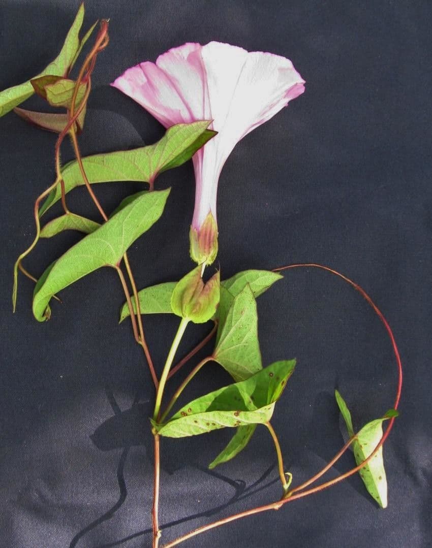 Ipomoea setifera 13