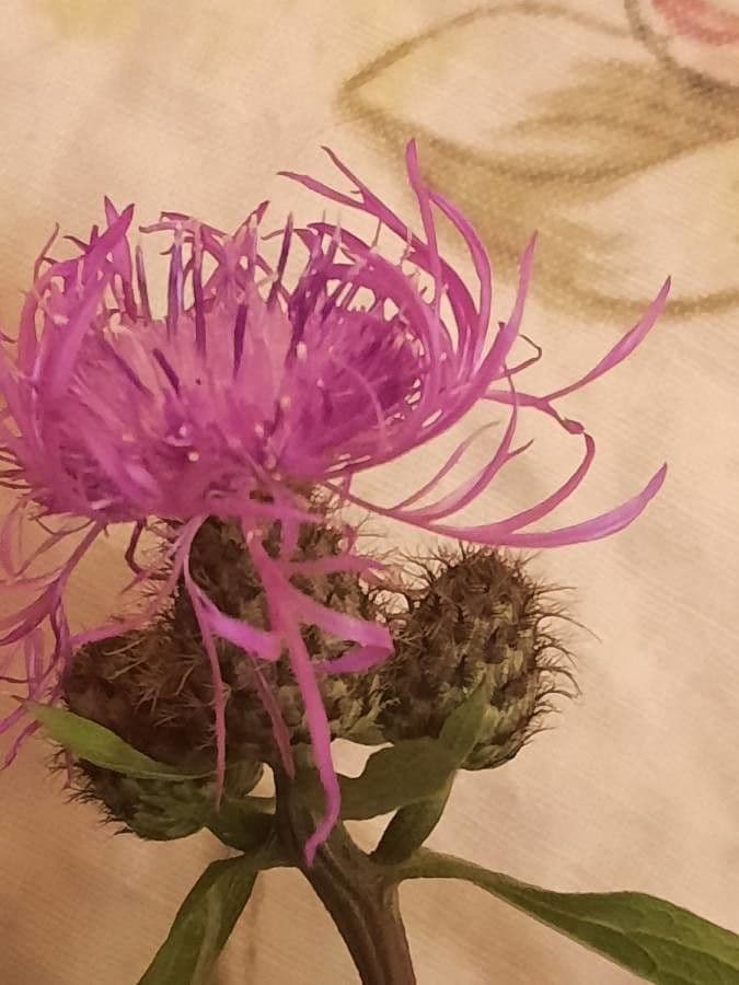 Gattung Centaurea