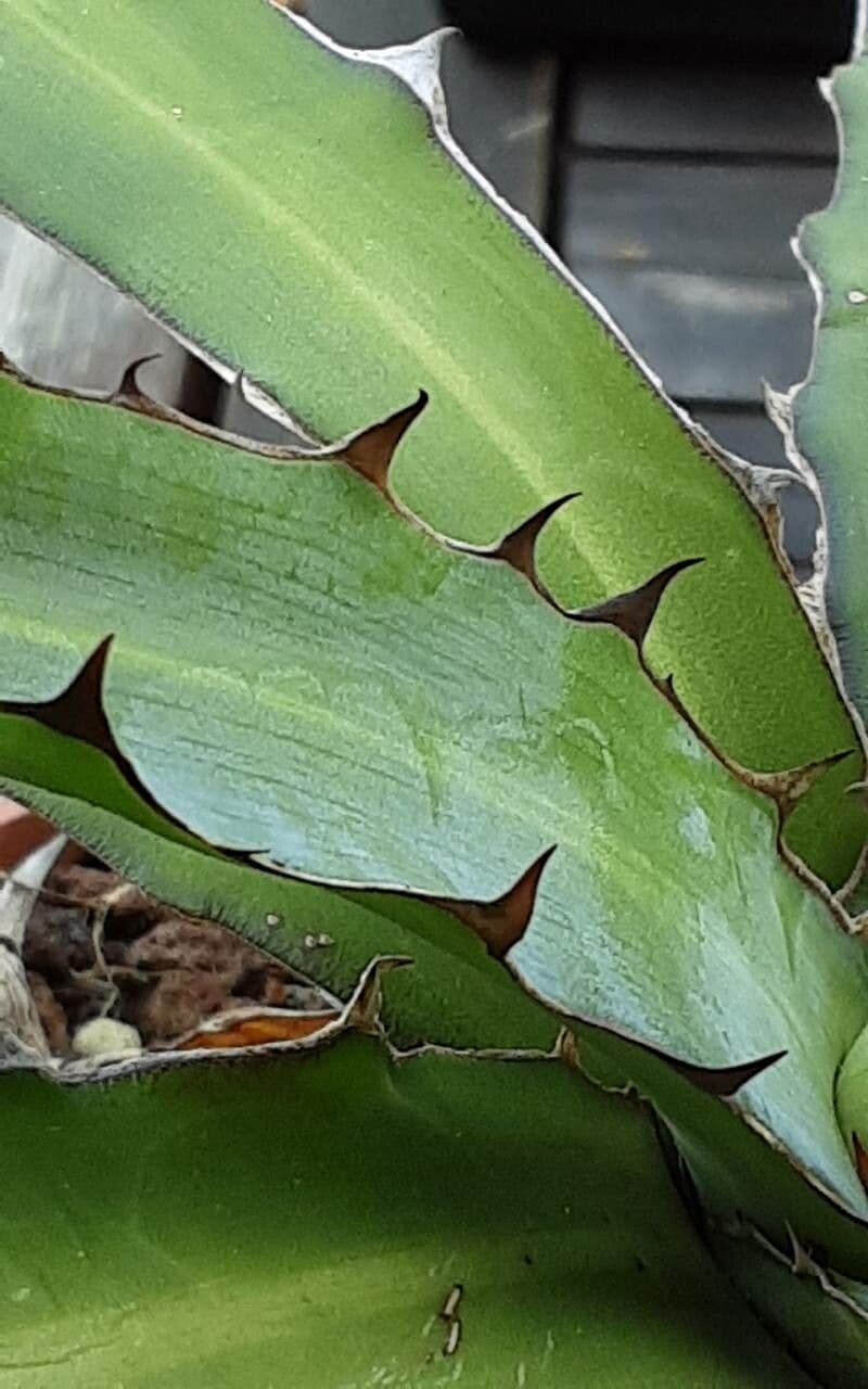 Agave 5