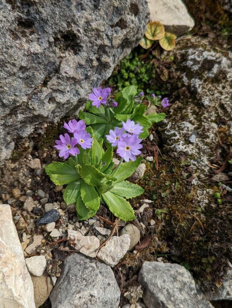 Primula 5