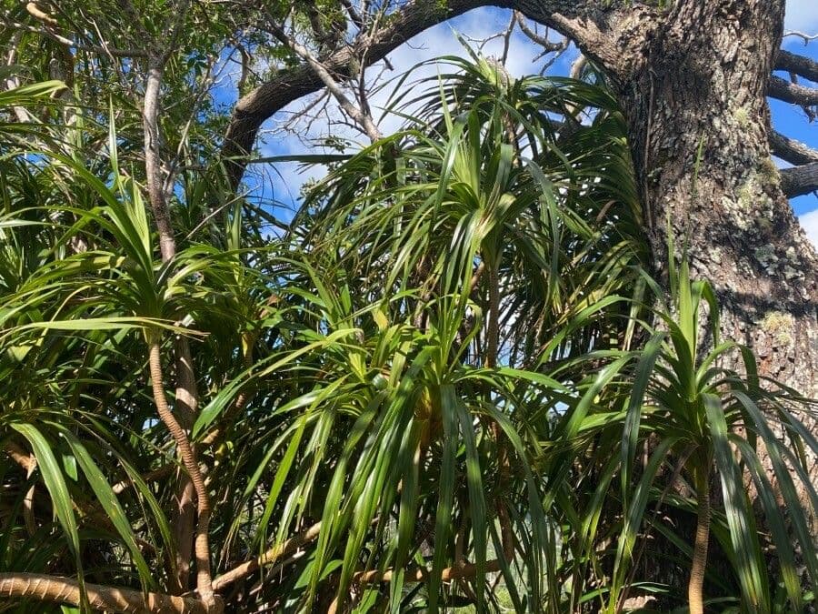 Freycinetia 17
