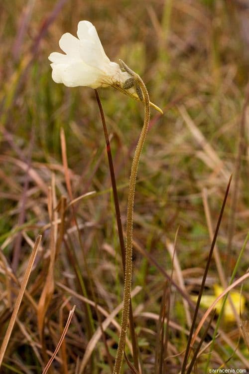 Pinguicula lutea 10