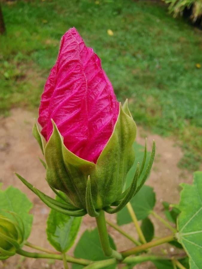 Ibisco delle paludi 26