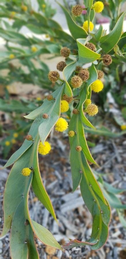 Acacia glaucoptera 5