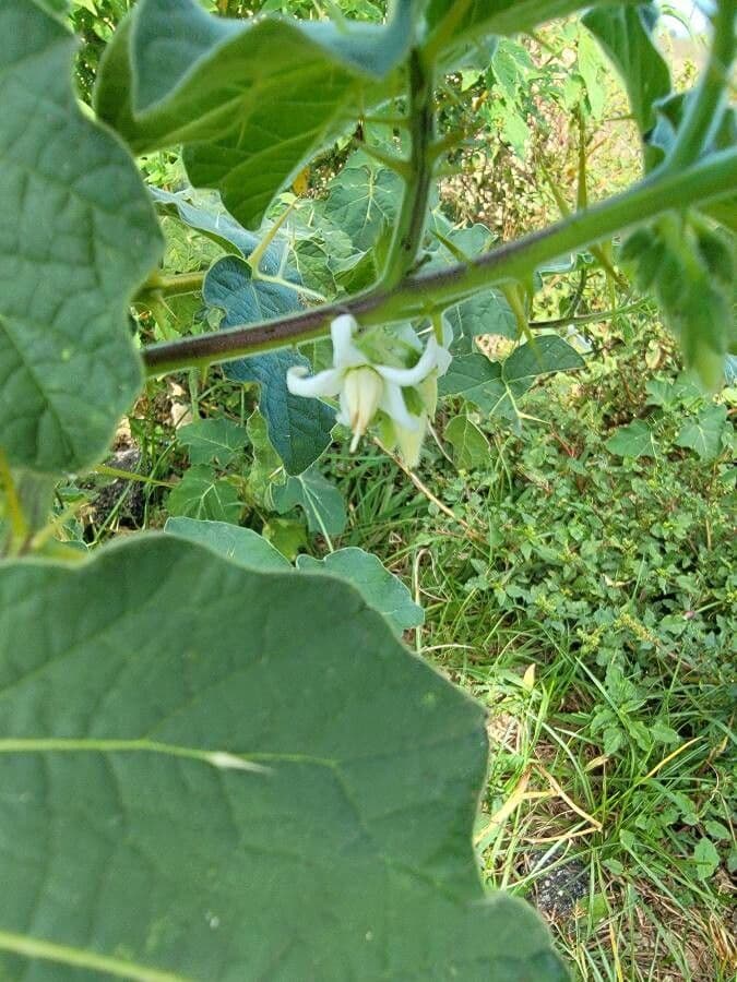 Solanum 10