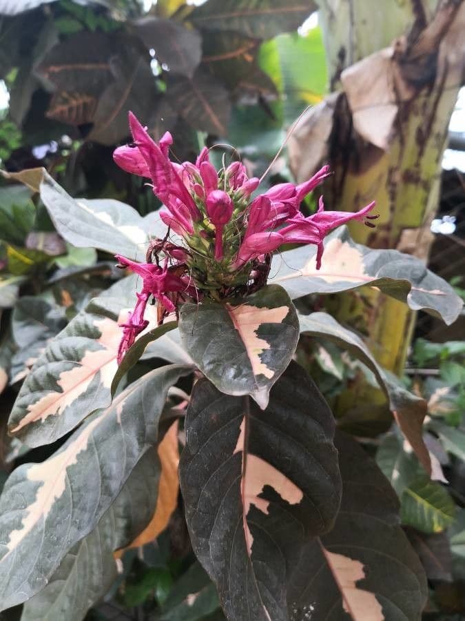 Graptophyllum pictum 5