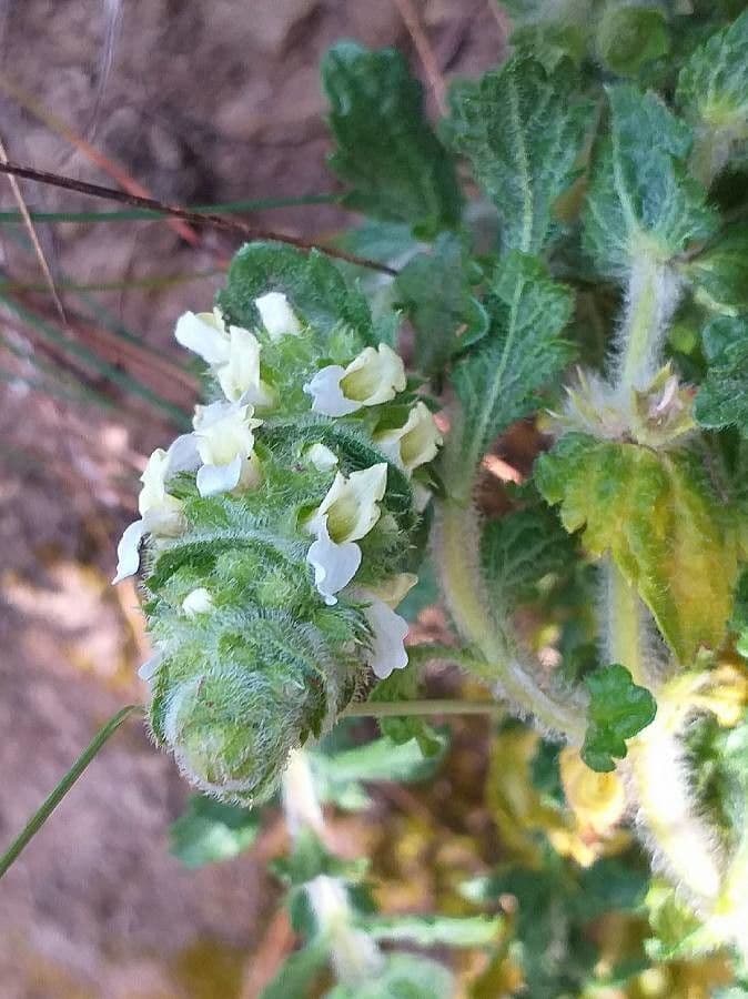 Sideritis hirsuta 10