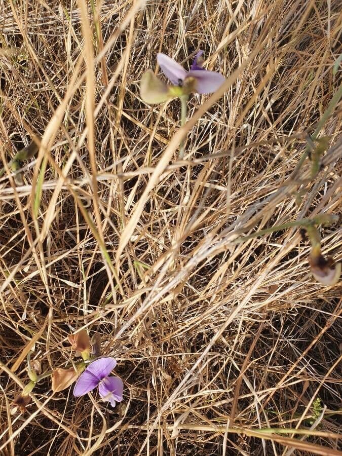 Vigna frutescens 11