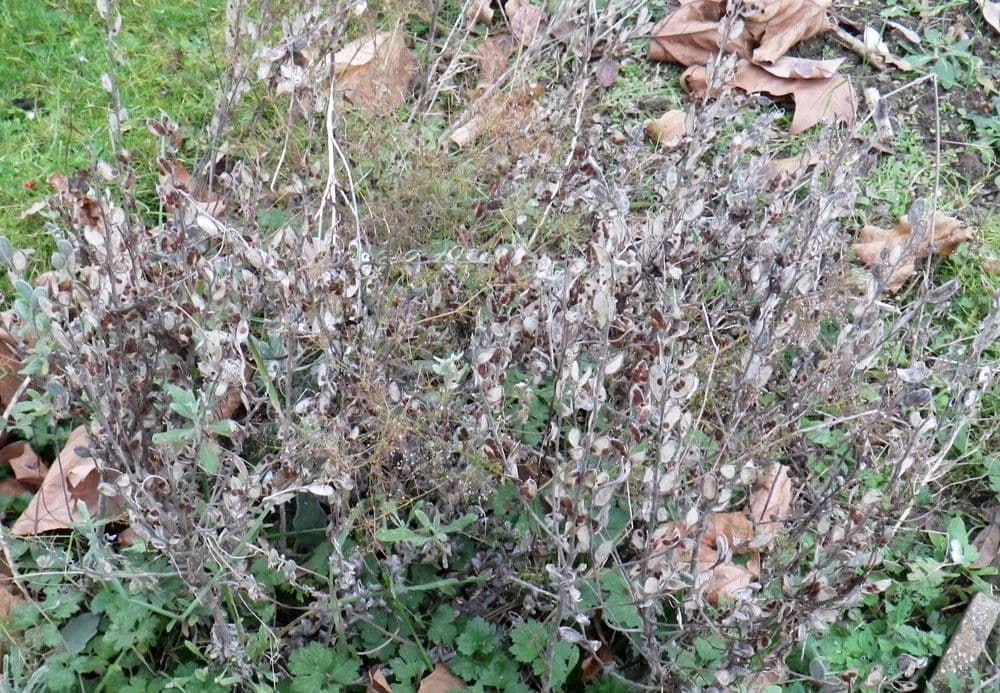 Fibigia clypeata 4