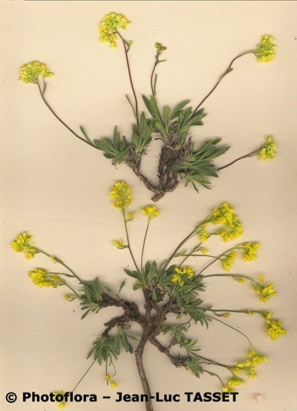 Biscutella 5