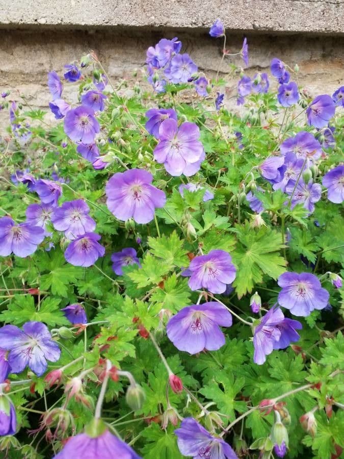 Géranium à larges pétales 13