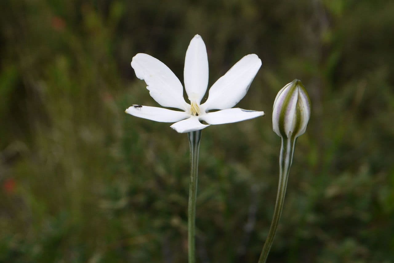 Milla biflora