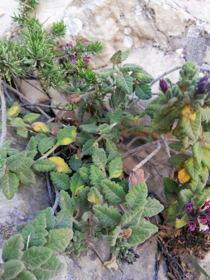 Teucrium buxifolium 9