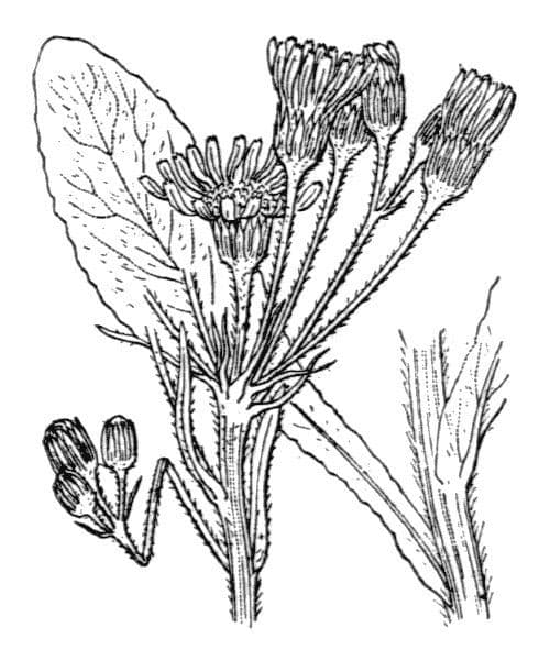 Tephroseris 18