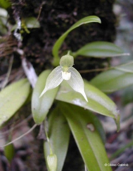 Bulbophyllum 11